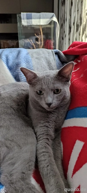 Russisch Blau junger Kater  Bild 2