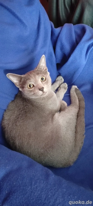 Russisch Blau junger Kater  Bild 3