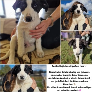 Welpe sucht seinen Menschen 