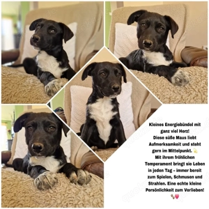 Welpe sucht ihren Menschen