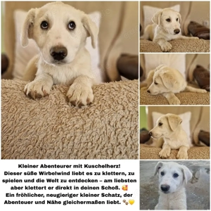 Welpe sucht seinen Menschen 