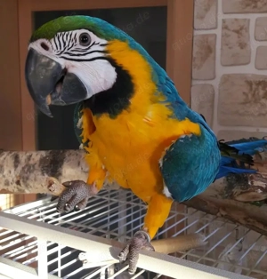 Gesunde Papageien bereit für eine neue Familie