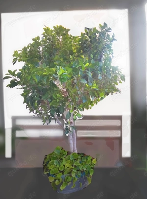 Ficus  Bäumchen ähnlich rubiginosa oder microcarpa 2 m hoch