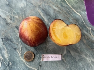 Tomatensamen und Pflanzen verschiedene Sorten  Bild 2
