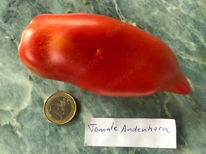 Tomatensamen und Pflanzen verschiedene Sorten  Bild 4