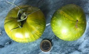 Tomatensamen und Pflanzen verschiedene Sorten  Bild 5
