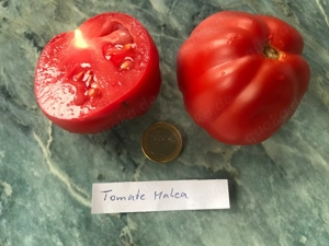 Tomatensamen und Pflanzen verschiedene Sorten  Bild 7