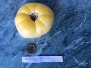 Tomatensamen und Pflanzen verschiedene Sorten  Bild 8
