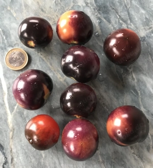 Tomatensamen und Pflanzen verschiedene Sorten  Bild 9