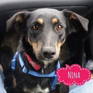 Nina, junge, hübsche, freundliche und sehr soziale Mischlingshündin