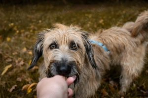 Wirbelwind Fritz  Bild 2