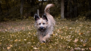 Wirbelwind Fritz  Bild 3