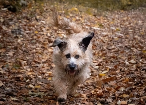 Wirbelwind Fritz  Bild 4