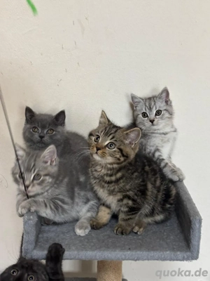    4 männliche Britisch-Kurzhaar-Babykatzen suchen ein liebevolles Zuhause   