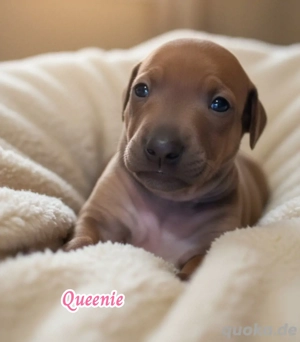 Hündin italienisches WindspielHündin italienisches Windspiel