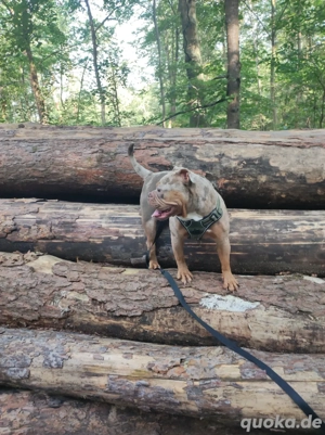 Old englisch bulldog Weibchen 