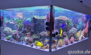 Meerwasser Aufnahme von Fischen wie Doktor- oder Lippfische