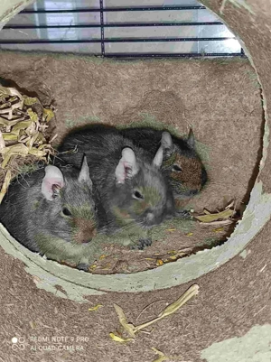 3er Gruppe Degus Damen suchen dringend neues Zuhause