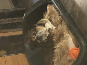 Old englisch Bulldog in gute Hände zu verschenken