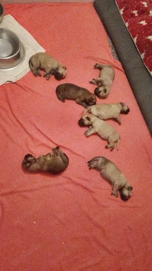 Super süße  Corso alt Deutsch Welpen. Sie sind da