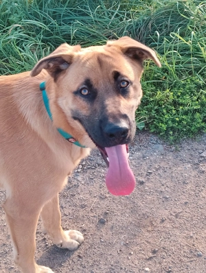 Super süßer Carno Schäferhund 