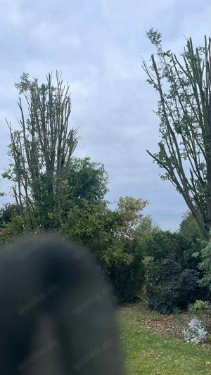  Baumpflege & Entastung   fachgerecht und mit moderner Ausrüstung.