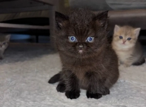 Britisch Kurzhaar Kitten