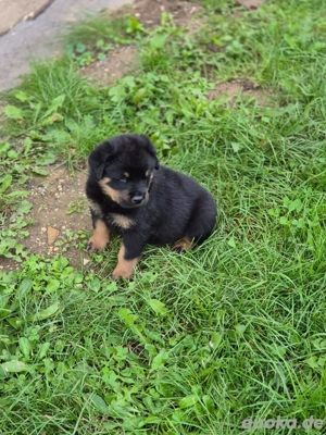 Rottweiler-Welpen suchen ein liebevolles Zuhause