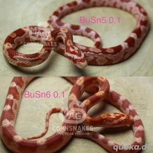 Kornnattern Nachzuchten 2025 Redfactor  Bild 2