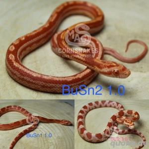 Kornnattern Nachzuchten 2025 Redfactor