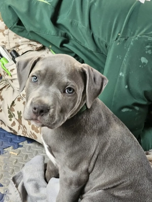 xl american bullys  Bild 3