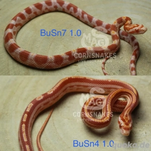 Kornnattern Nachzuchten 2025 Redfactor  Bild 3