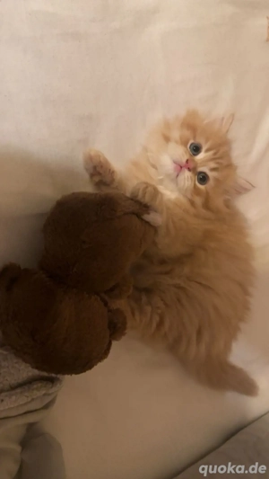 Perser Kitten Bild 2