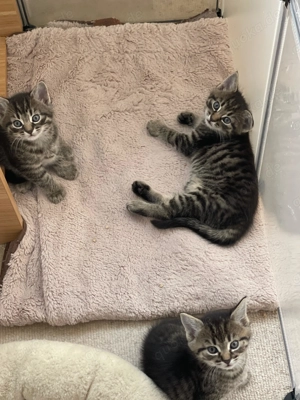  Die drei MusKELtiere EKH suchen ihr Königreich! 