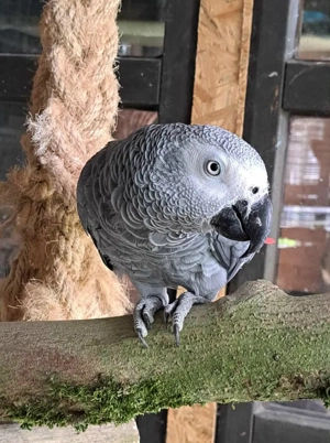 Graupapgei, Henne, DNA Bild 2