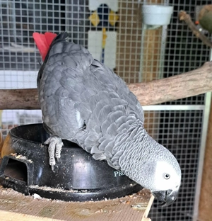 Graupapgei, Henne, DNA Bild 4