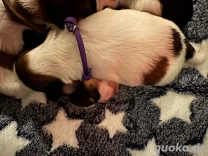 Shihtzu welpen  Bild 9