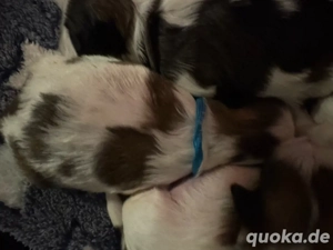 Shihtzu welpen  Bild 7