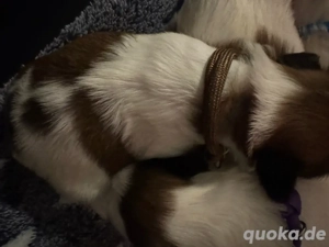 Shihtzu welpen  Bild 8