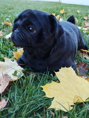 Mops Hündin komplett schwarz 