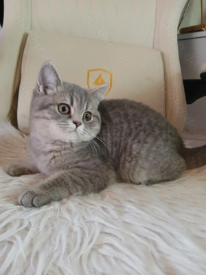 BKH Kitten,Bkh Katzen  Bild 4