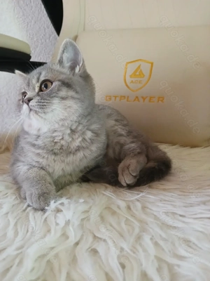 BKH Kitten,Bkh Katzen  Bild 5