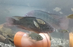 Nil-Tilapia (Oreochromis niloticus) aus eigener Hobbyzucht 