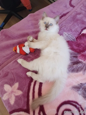 Heilige Birma Kitten