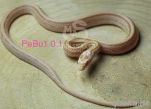 Kornnattern Nachtzuchten 2025 Buttermint