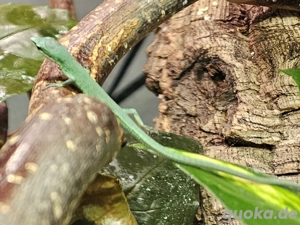 Takydromus dorsalis Langschwanzeidechsen Bild 3