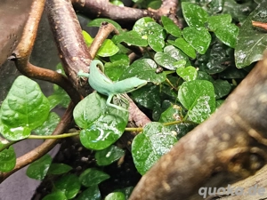 Takydromus dorsalis Langschwanzeidechsen Bild 2
