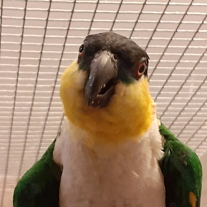 Grünzügel  Weissbauchpapageien