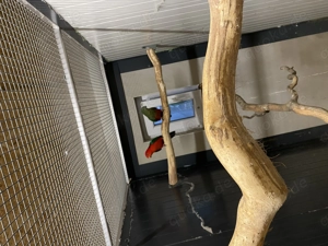 Australische Königssittiche