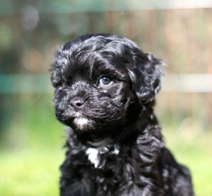 Cavapoo-Welpen Pudel x Cavalier merle Doodel mit Gesundheitszeugnis (Cockapoo, Cockerpoo, Maltipoo) 